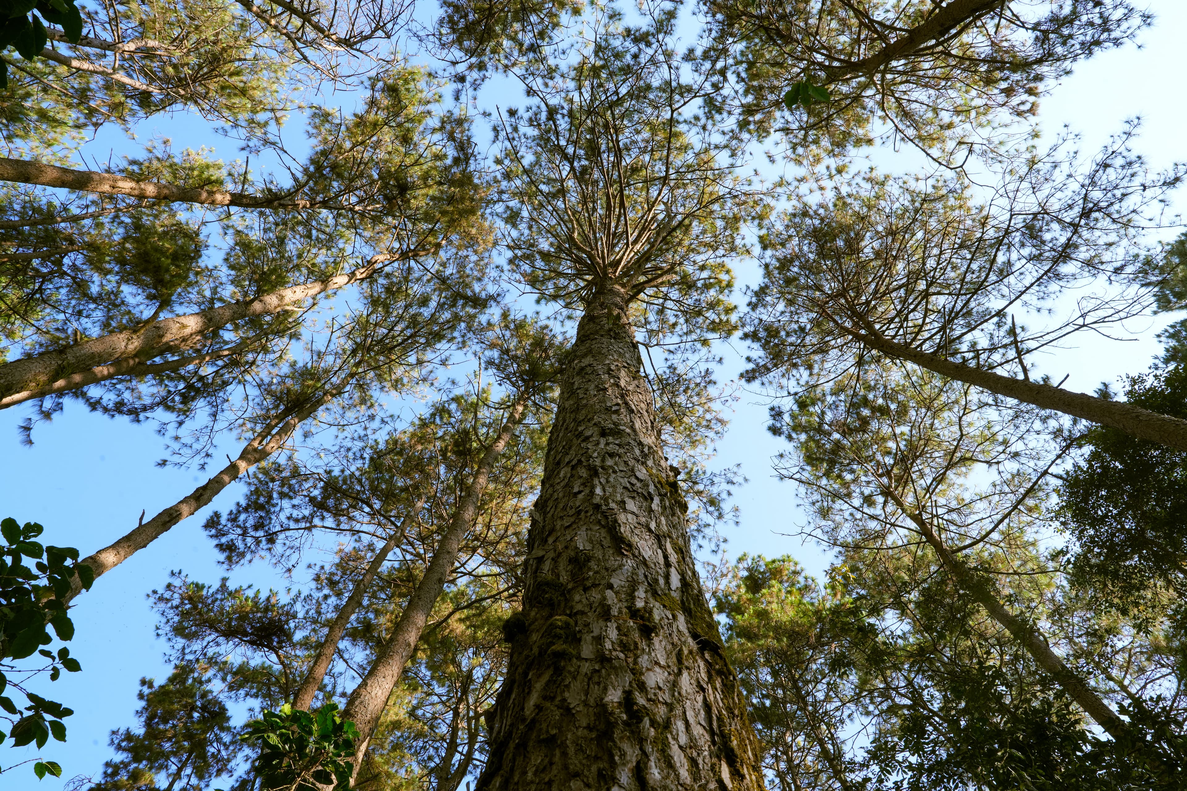 Mission Earth Background